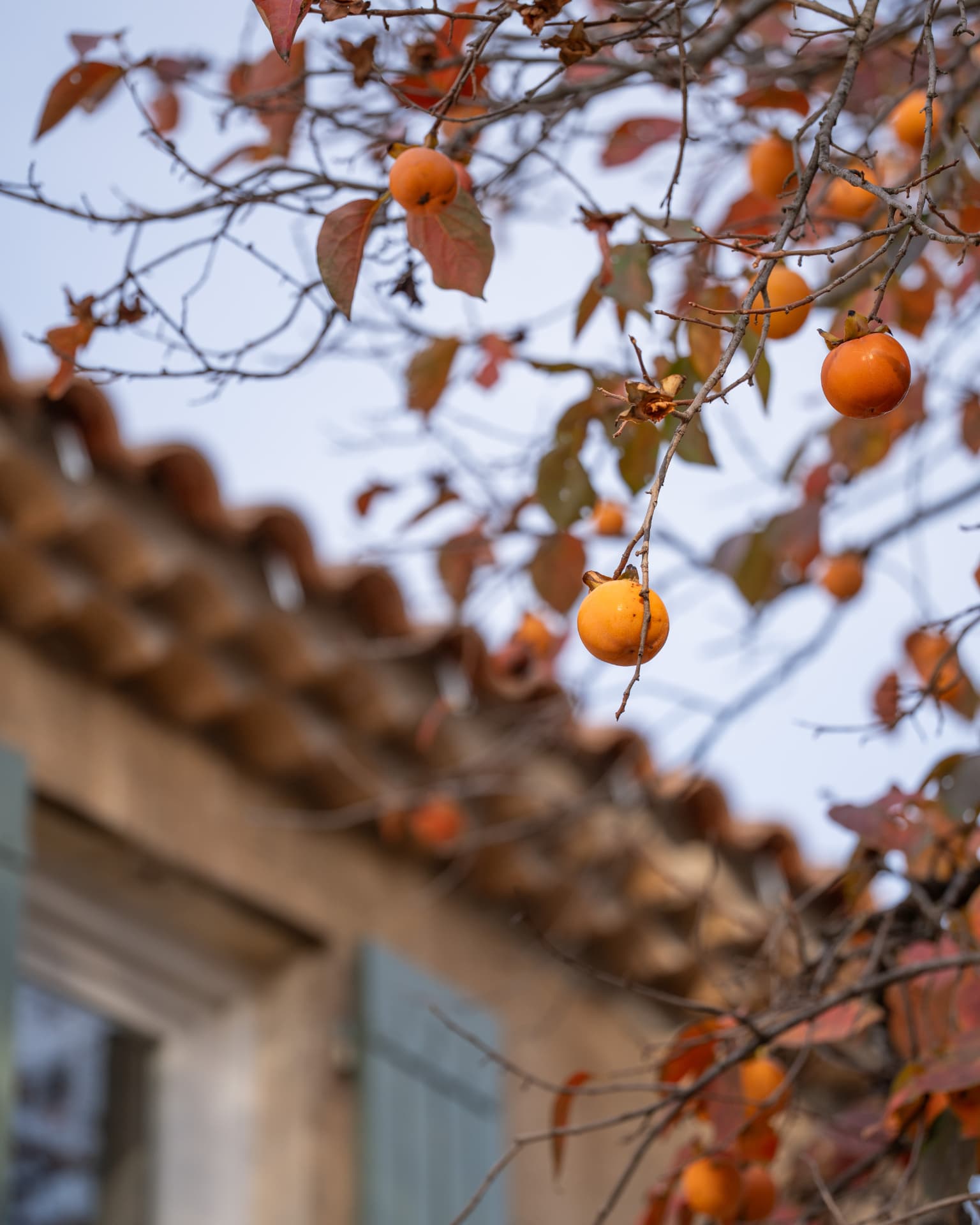 Branches de plaqueminier chargées de fruits orange devant la toiture en tuiles d'un mas