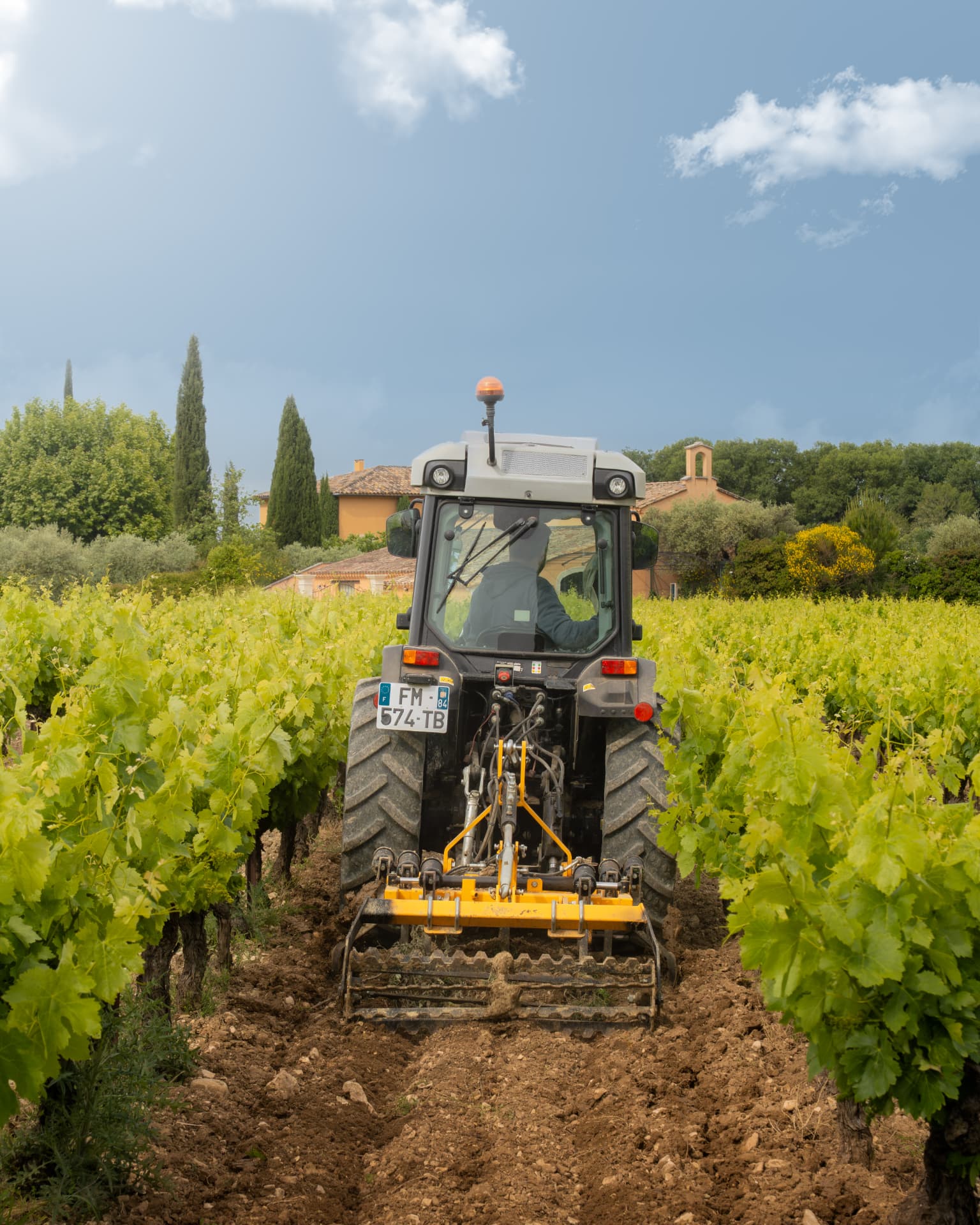 Vigneron prélevant du vin blanc à la pipette au-dessus d'un verre, appuyé sur un fût au chai