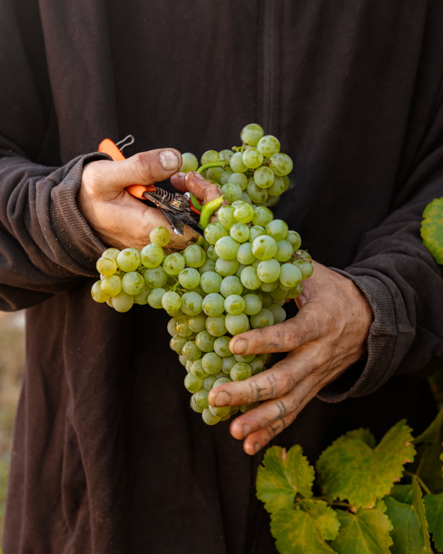 Vendangeur tenant dans ses mains une grappe de raisin blanc tout juste coupée, sécateur à la main