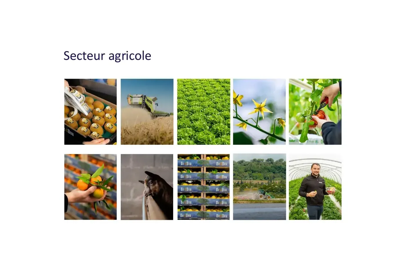 Planche de photos du secteur agricole réalisées par BICPOM