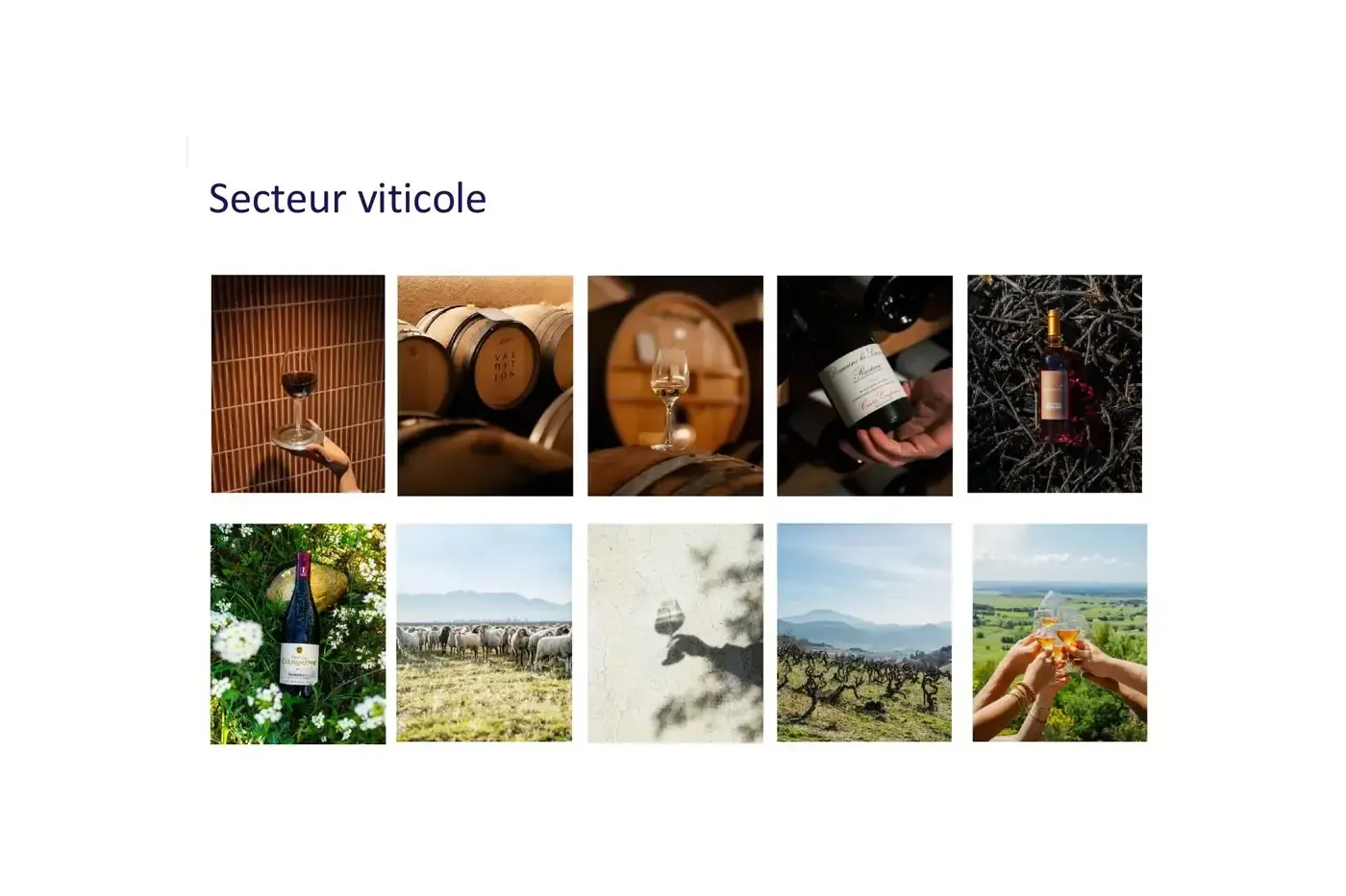 Planche de photos viticoles réalisées par BICPOM